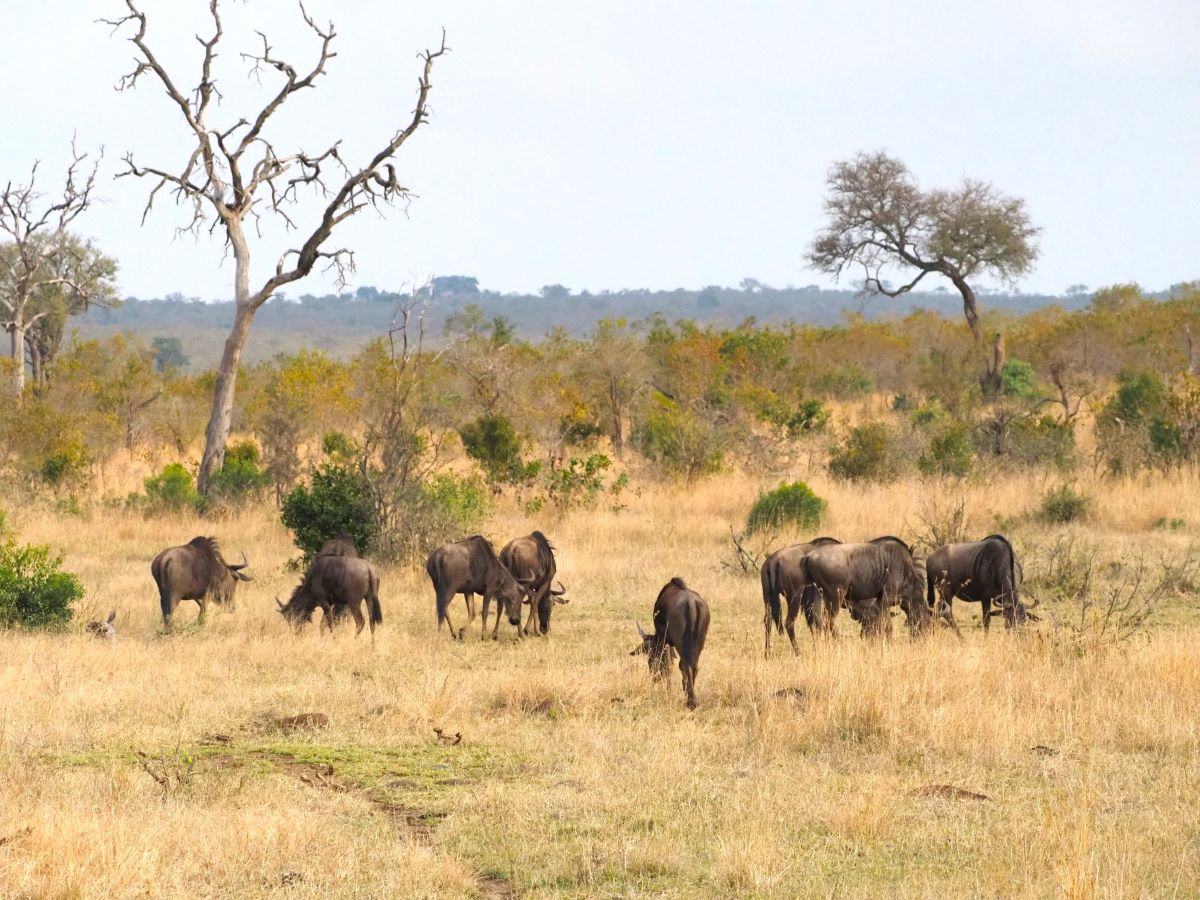 Krugerin kansallispuisto