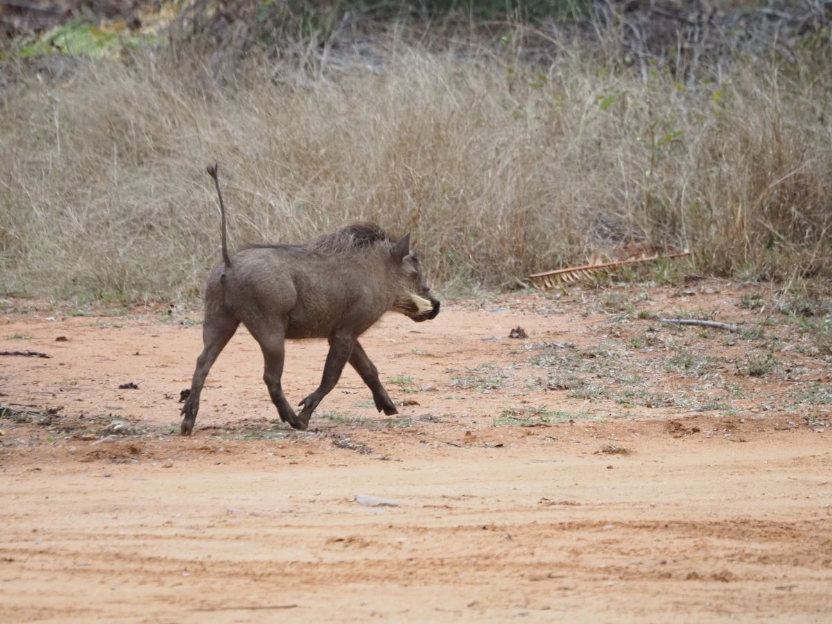 Safari Yksityisess Luonnonpuistossa Etel Afrikassa Safari Yksityisess Luonnonpuistossa Etel Afrikassa